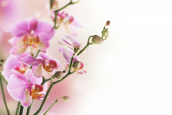 Fiori con petali rosa su un ramo