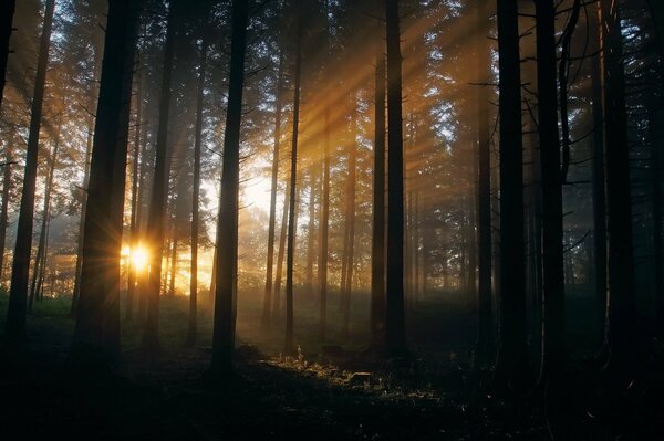 Raggi sodnechny nella foresta di TIZ