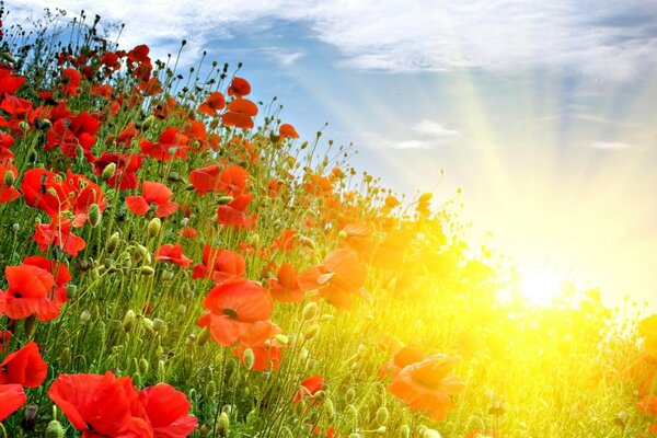 Raggi di sole estivi che illuminano i papaveri