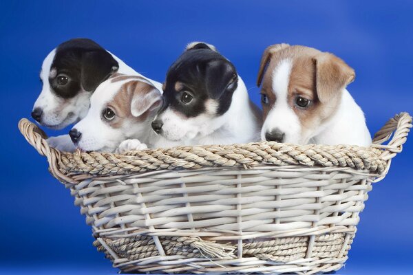 Carrello con cuccioli di cane su sfondo blu