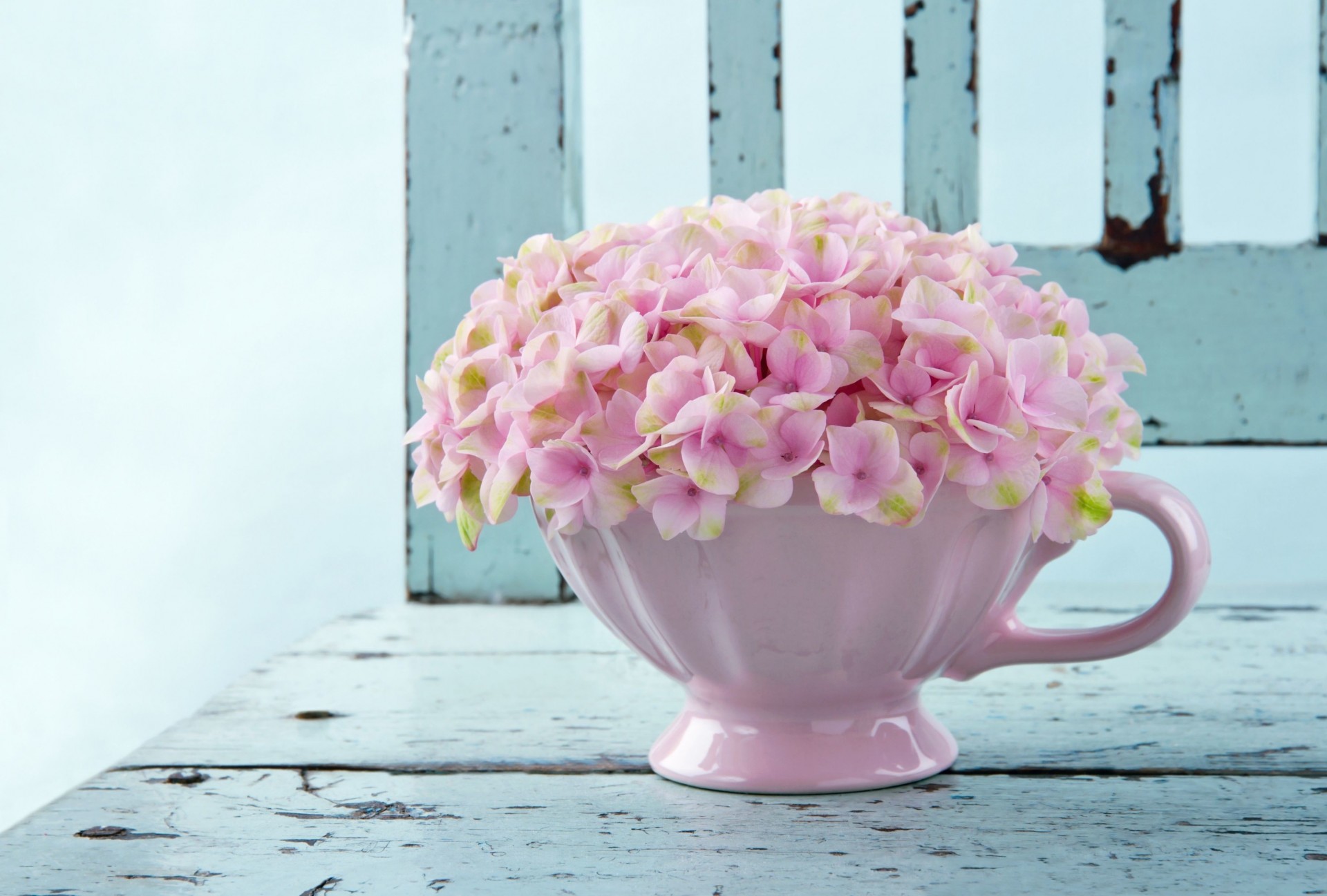 fiori a schermo intero vaso widescreen sfondo carta da parati rosa