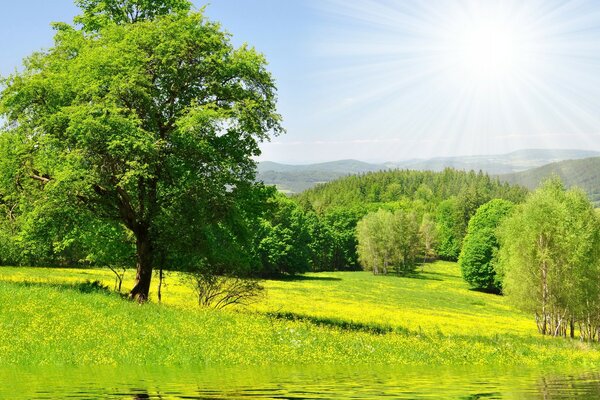 Bella foto di alberi al sole vicino all acqua