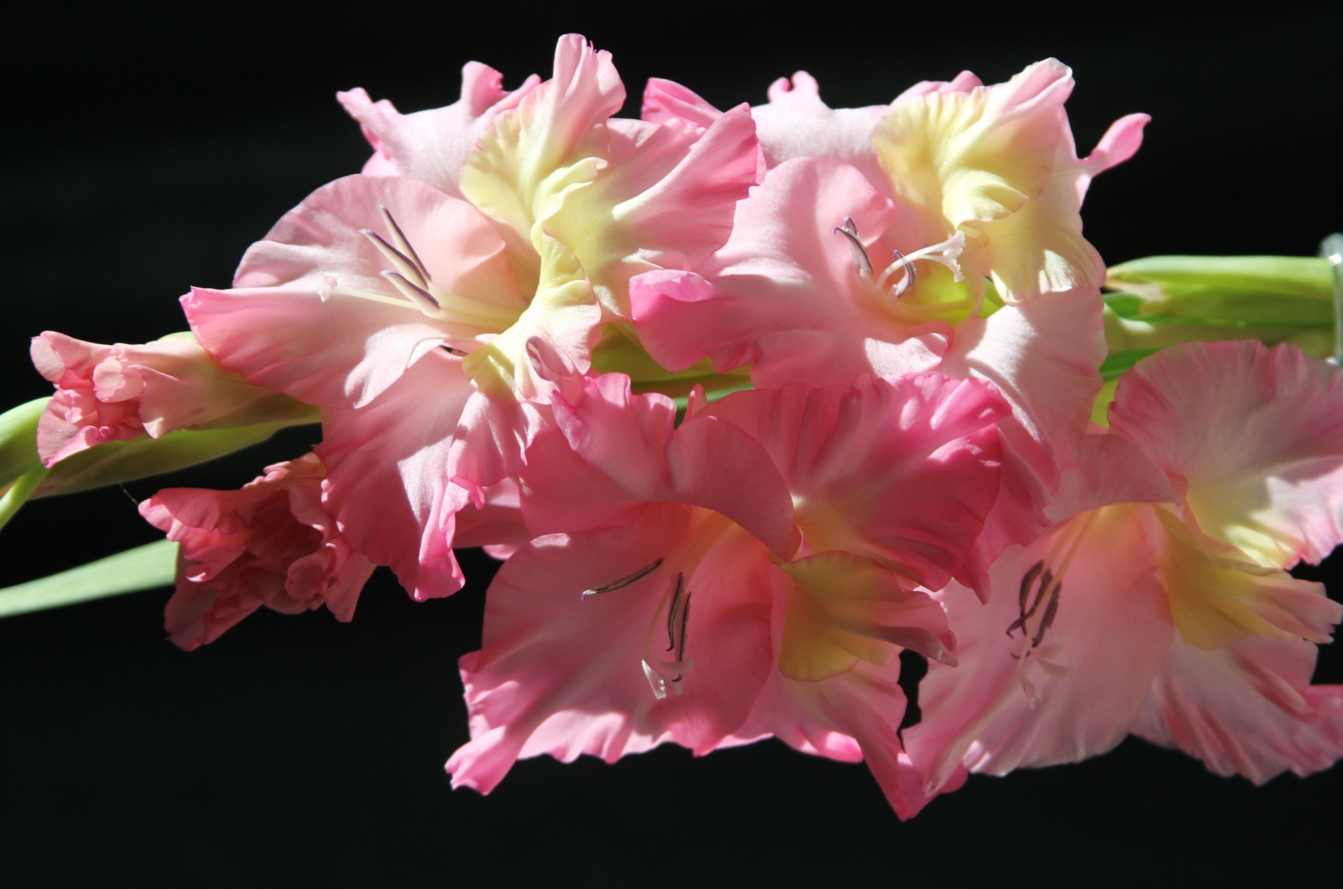 delicato gladiolo rosa sfondo nero fiore