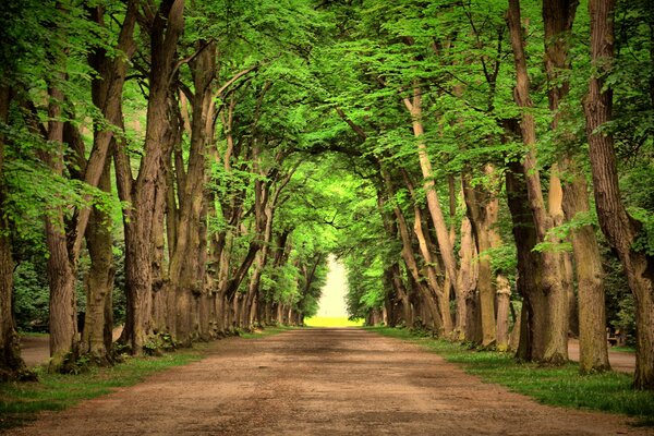 Strada tra alti alberi verdi