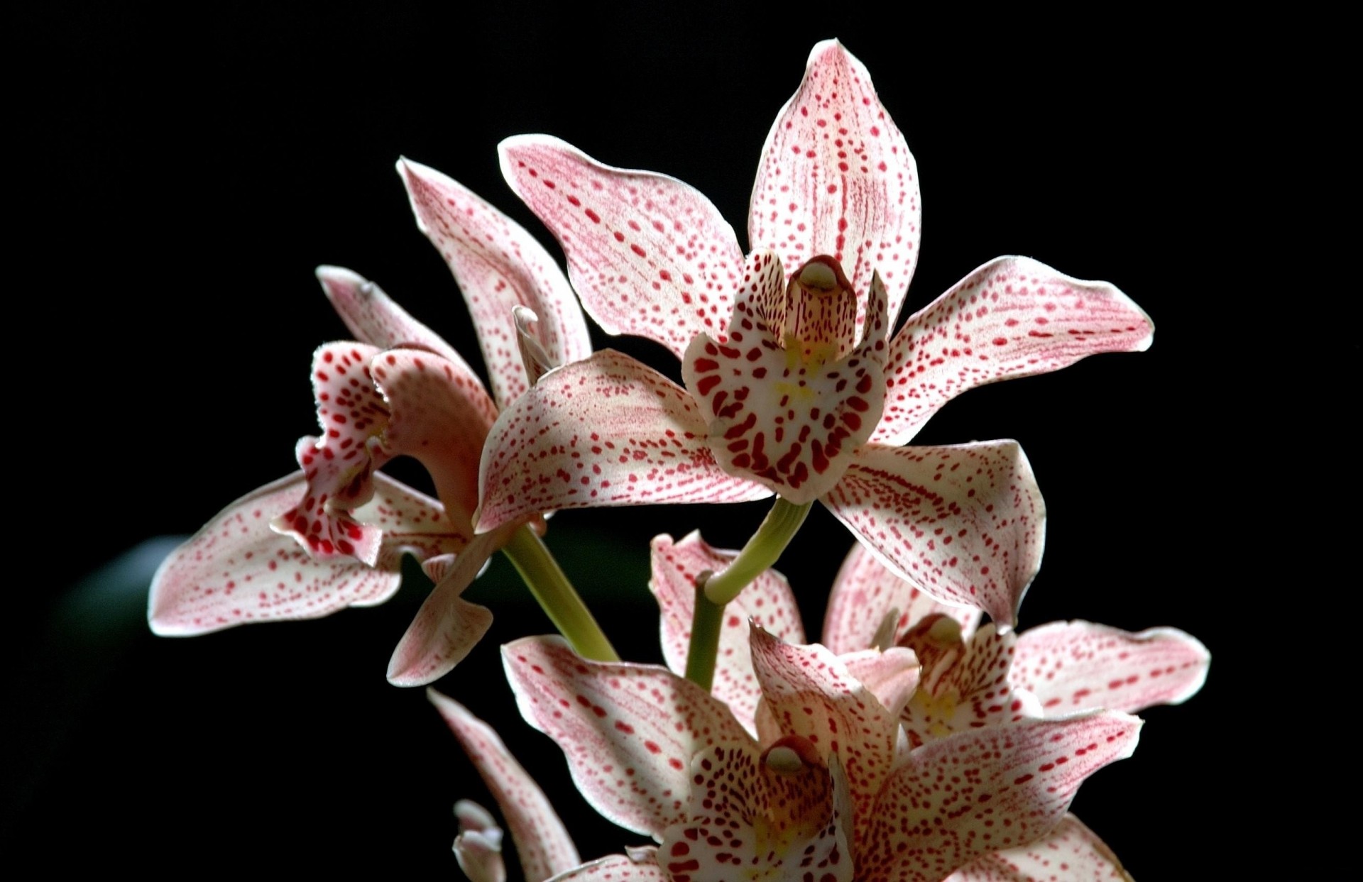 macchiato fiore sfondo nero orchidea ramo