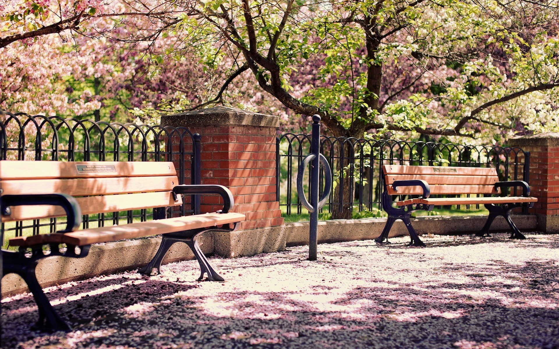 sole alberi fiori primavera