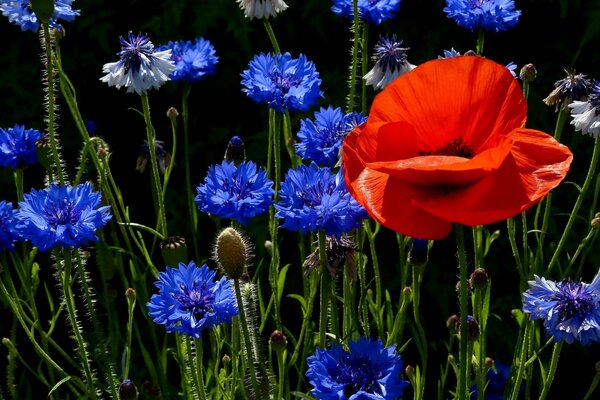 Fiordaliso e papaveri su sfondo nero