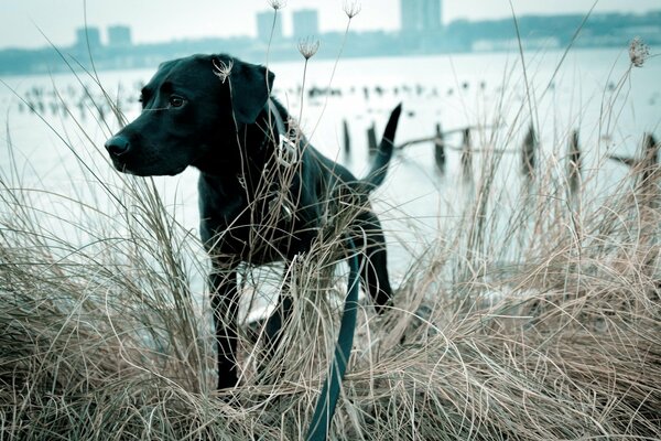 Cane nero su sfondo lago grigio