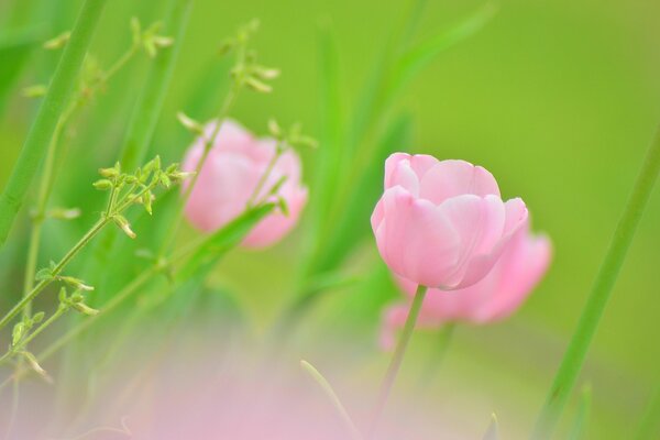 Fiore di tulipano rosa tra i verdi