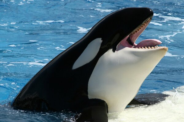 L Orca si bagna in acqua calda