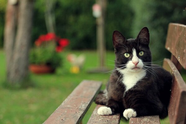 Gatto sdraiato su una panchina sullo sfondo del prato