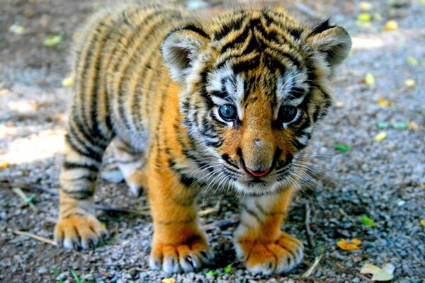 Piccolo cucciolo di tigre carino con gli occhi azzurri