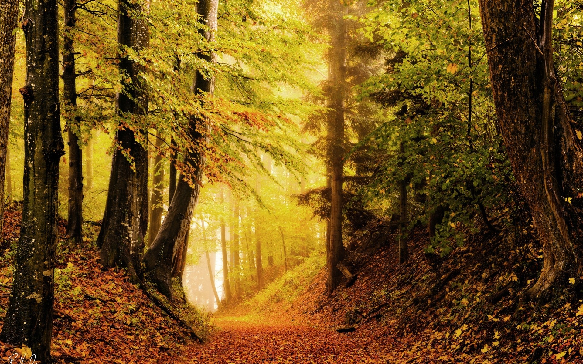autunno fogliame foresta luminosità natura