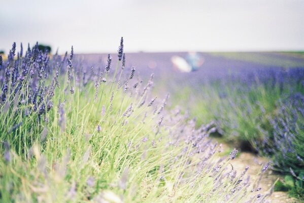 Campo di lavanda foto con sfocatura