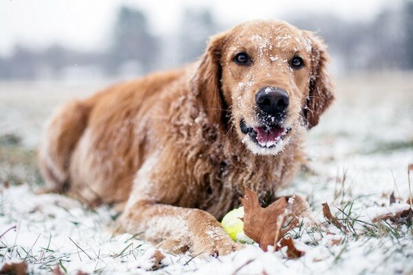 Cucciolo che gioca con una palla nella neve