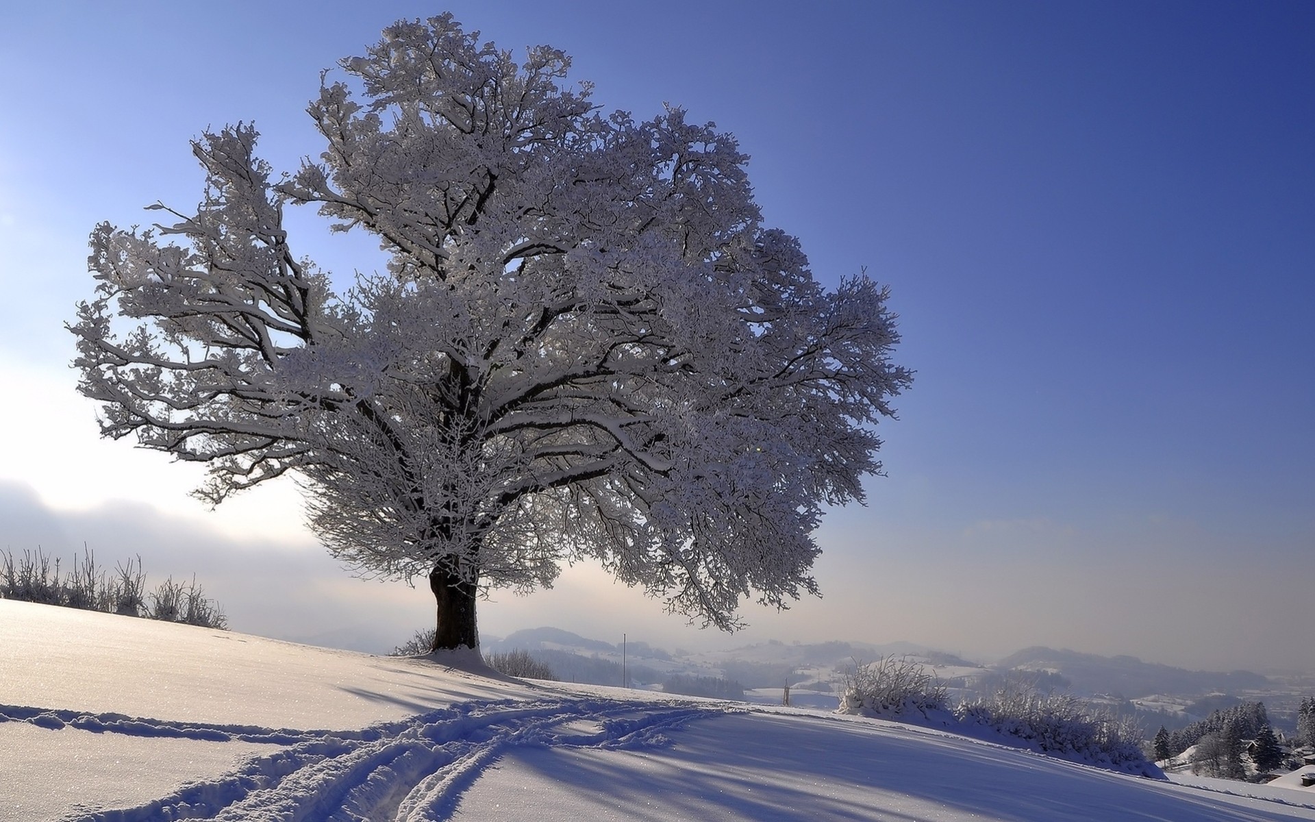 paesaggio alberi gelo neve inverno orizzonte