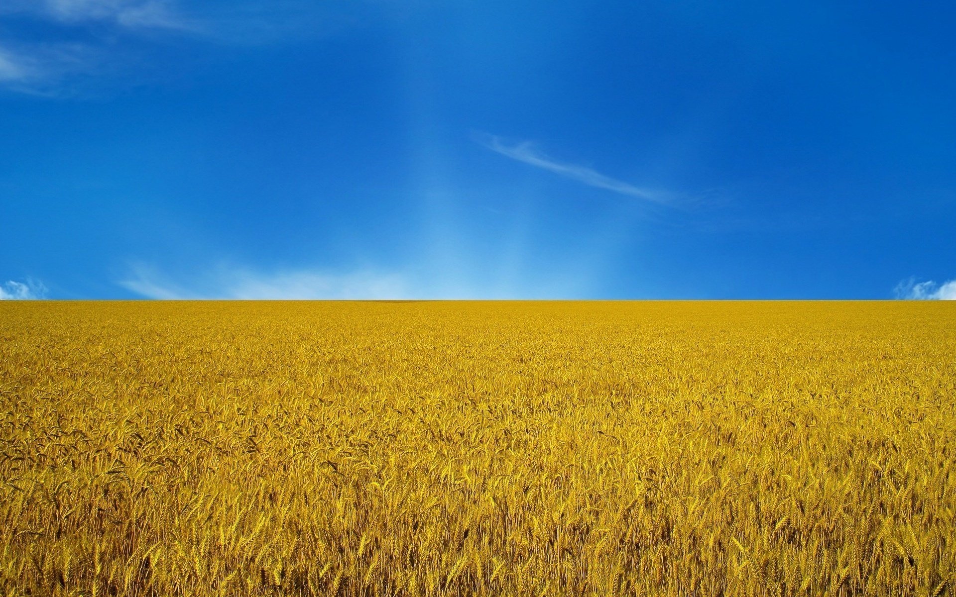 ucraina bandiera ucraina blu-giallo bandiere orecchie cielo campo tramonto