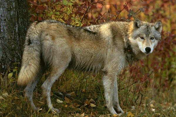 Lupo grigio nella foresta d autunno