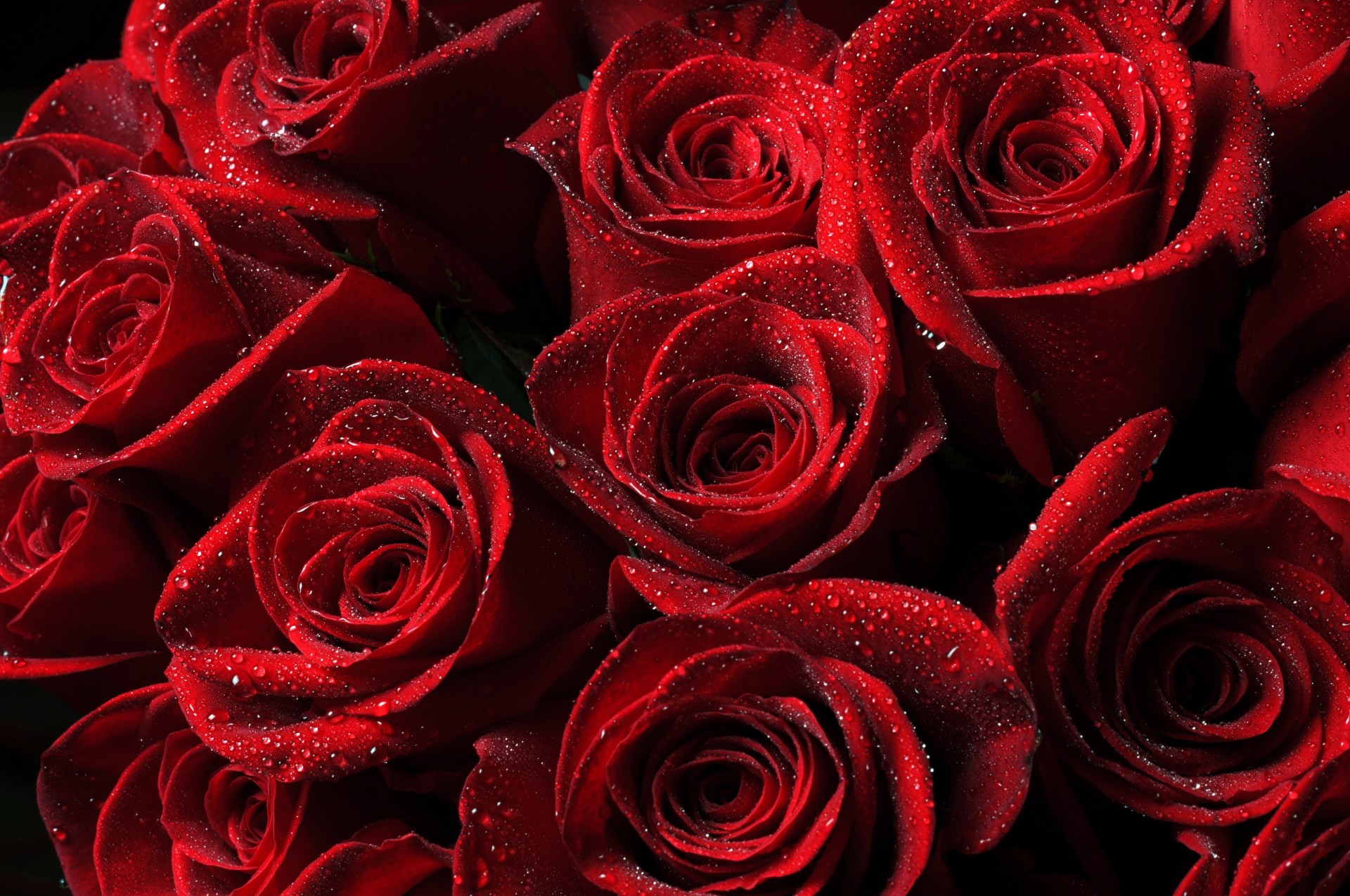 cade rose fiori rosso perline boccioli petali