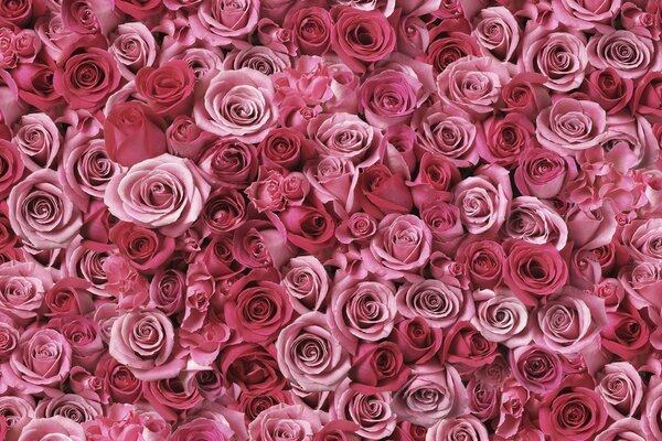 Tante rose rosa