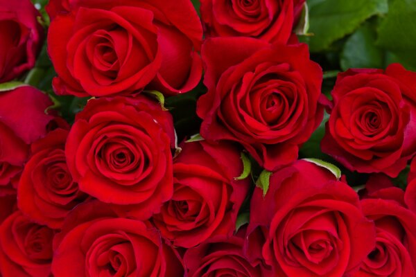 Bouquet di rose rosse succose