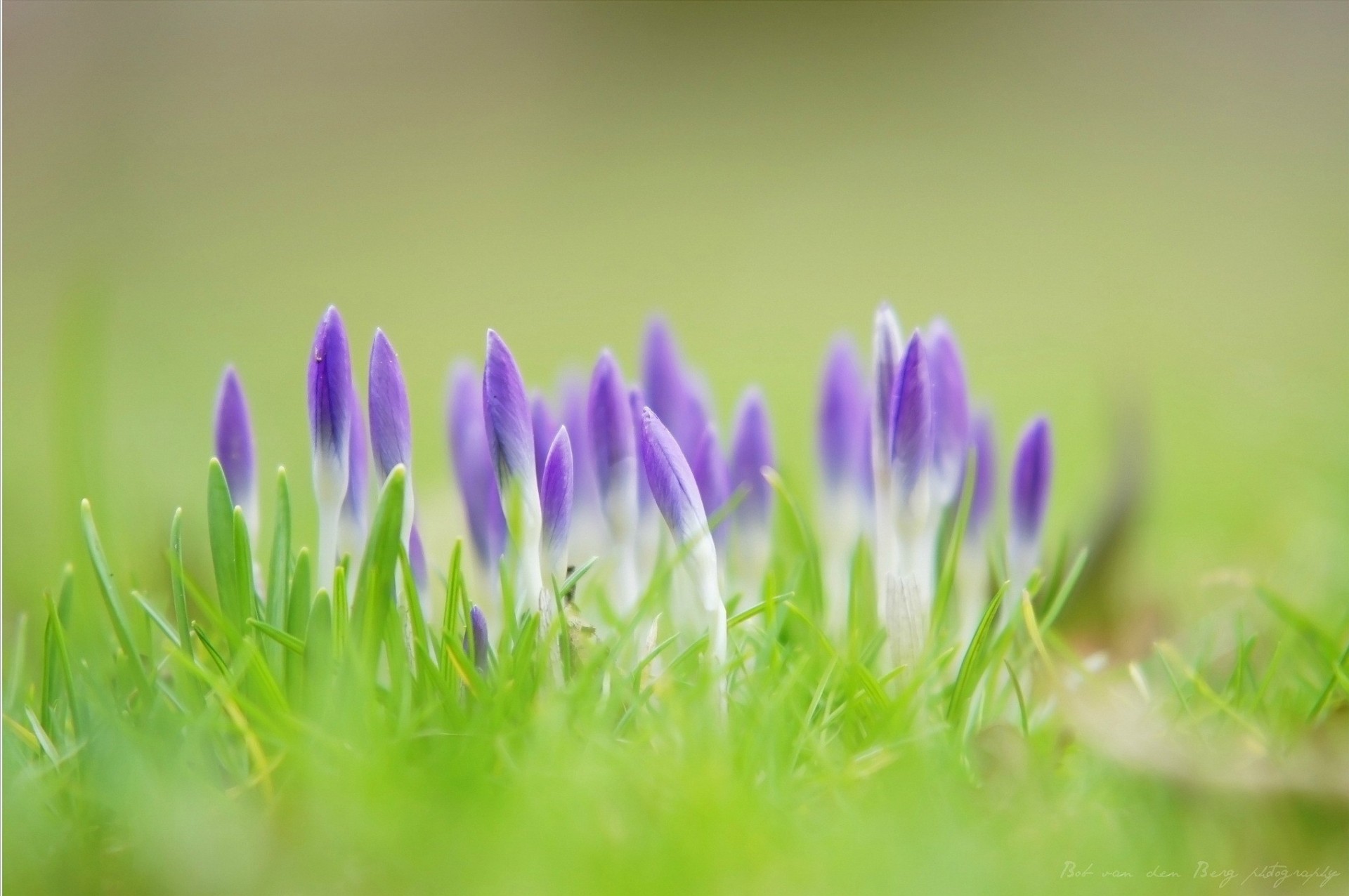 lilla verde erba viola fiori primavera