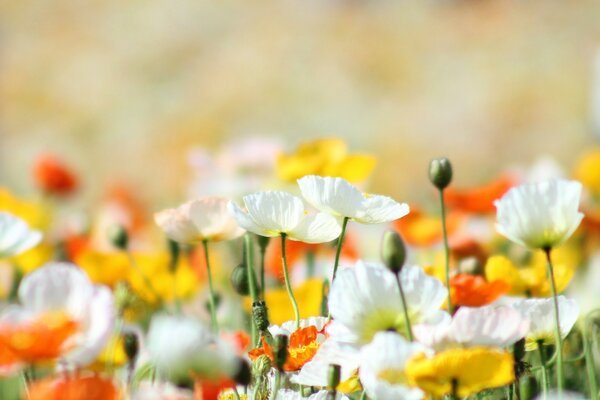 Bellissimo campo di papaveri colorati