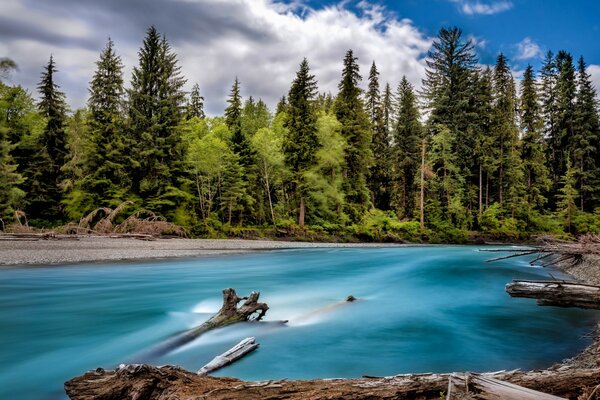 Paesaggio della foresta sulle rive del fiume Washington