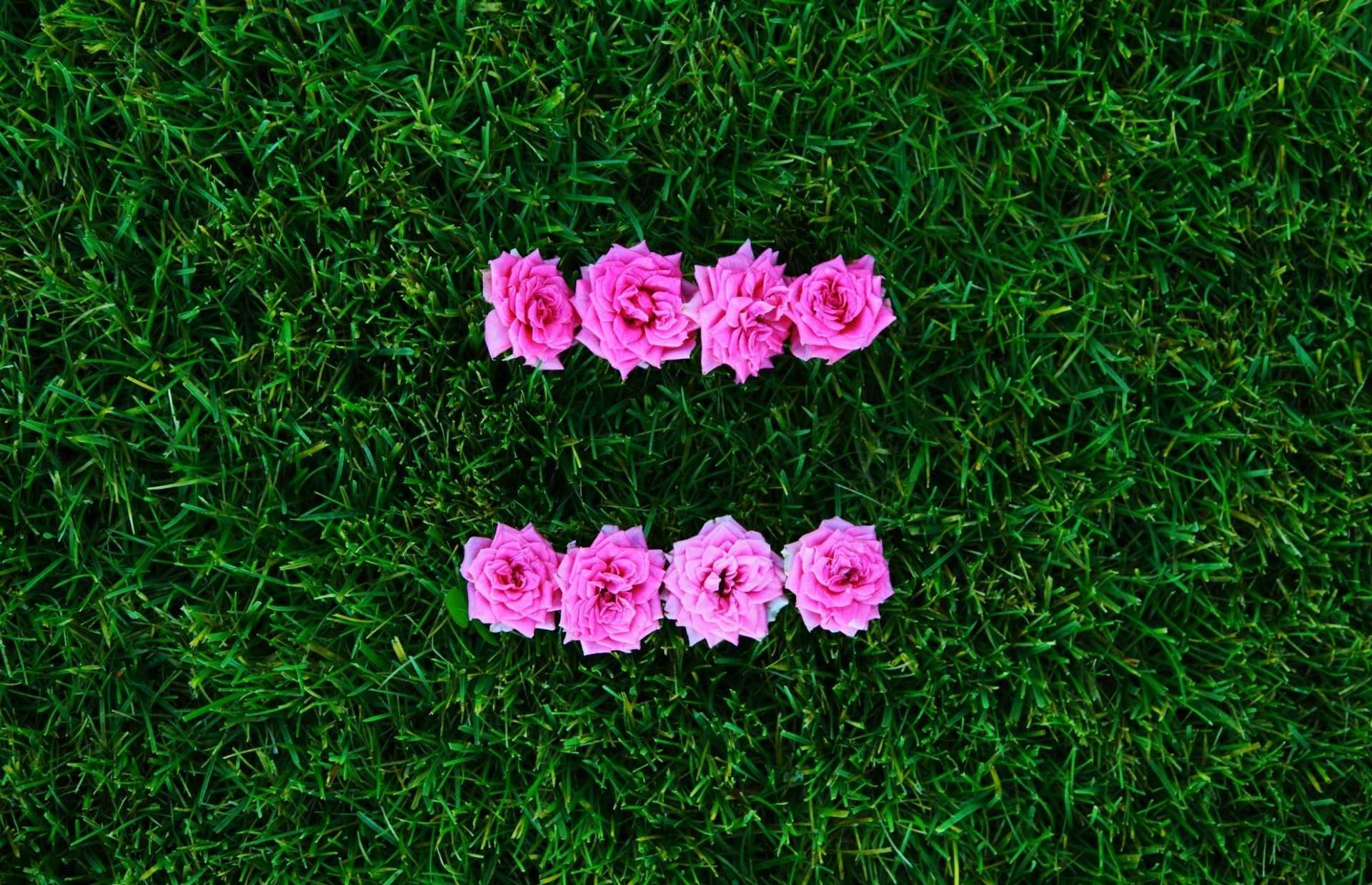 rosa fiore