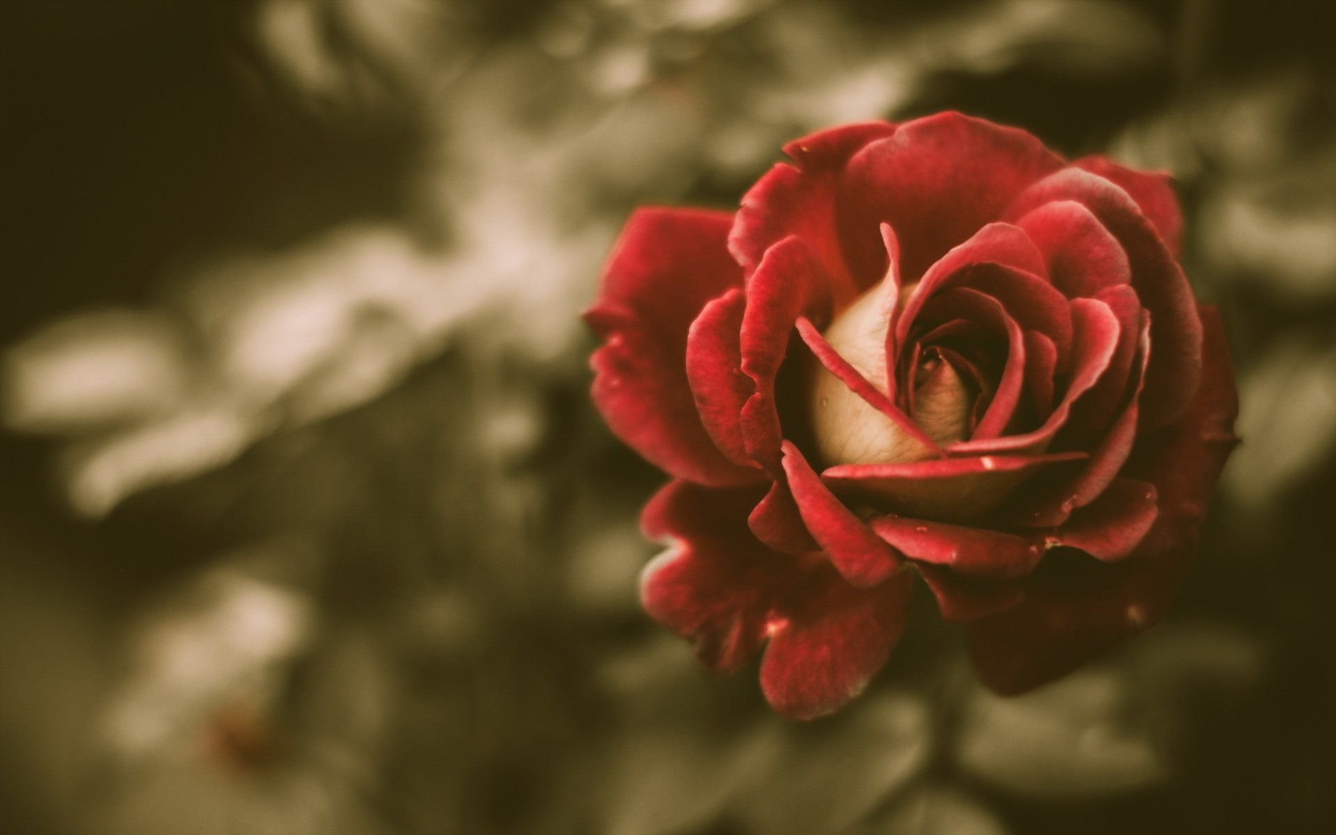 vintage fiore rosa
