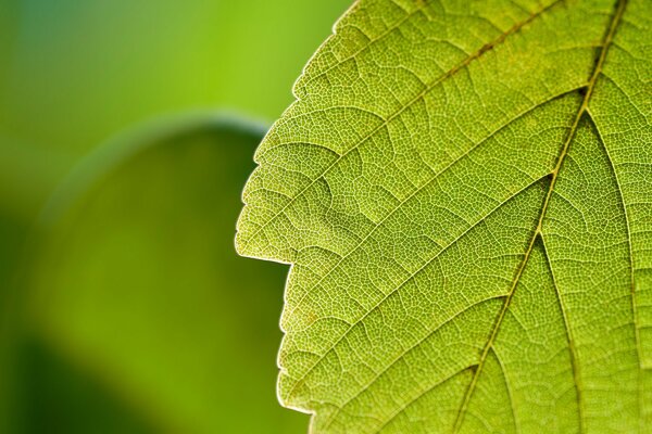 Sfondo foglia verde in natura