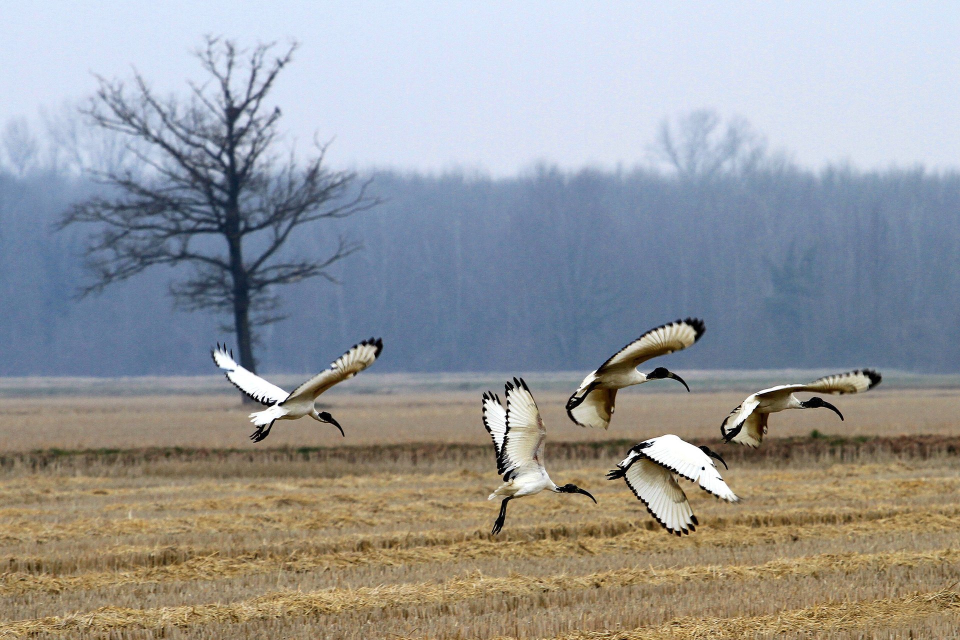 foresta ibis sacro campo uccelli albero