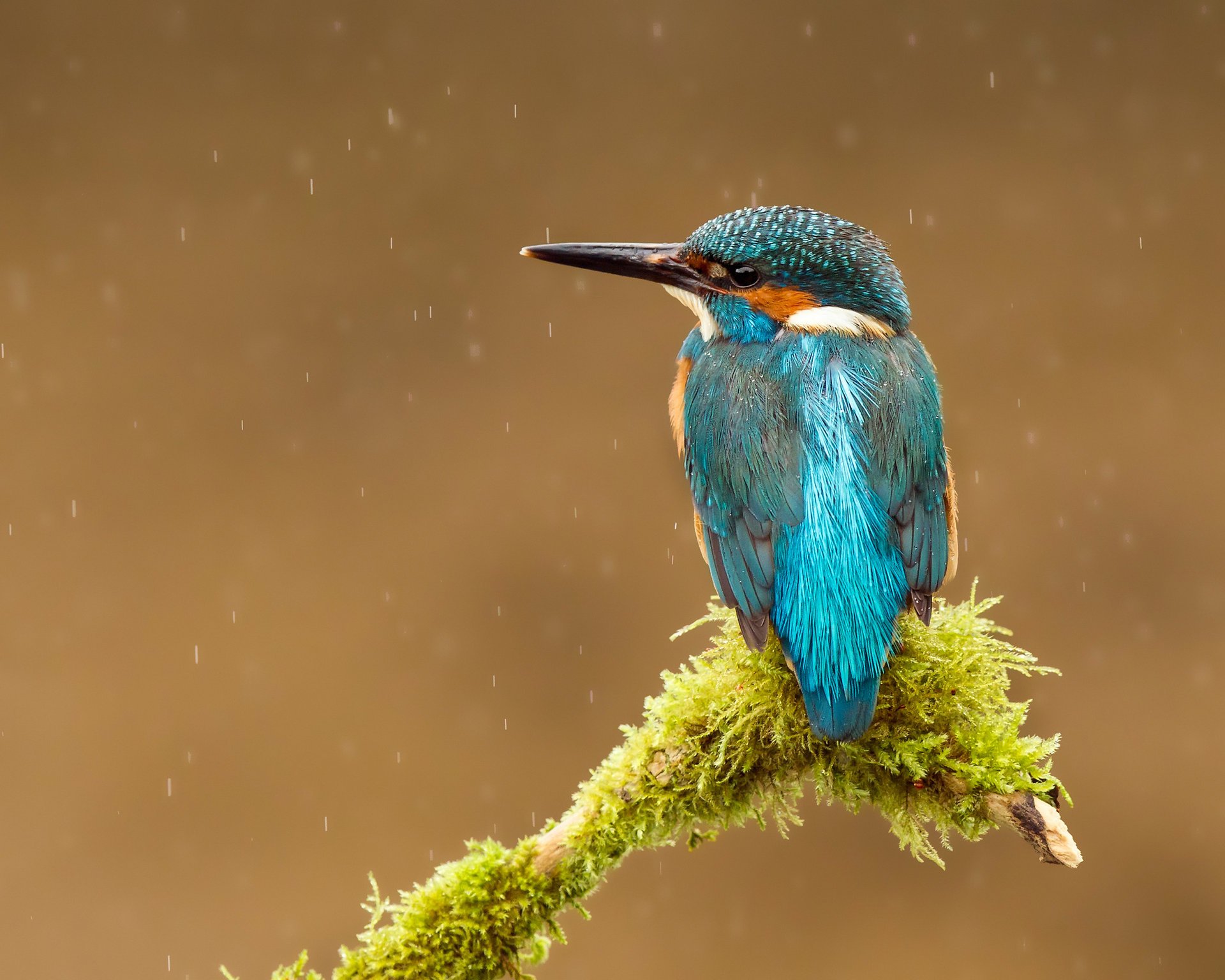 uccello alcedo atthis kingfisher gocce martin pescatore comune