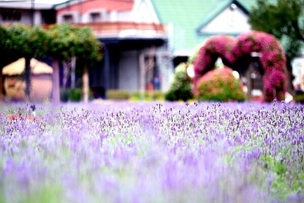Campo di lavanda viola con cabine sullo sfondo