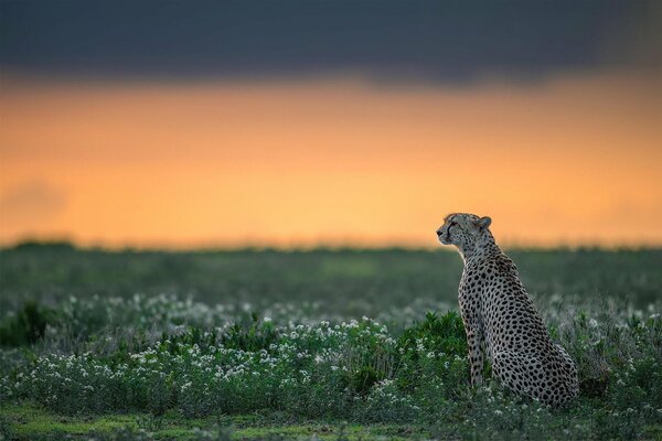 Il ghepardo si siede e guarda in lontananza