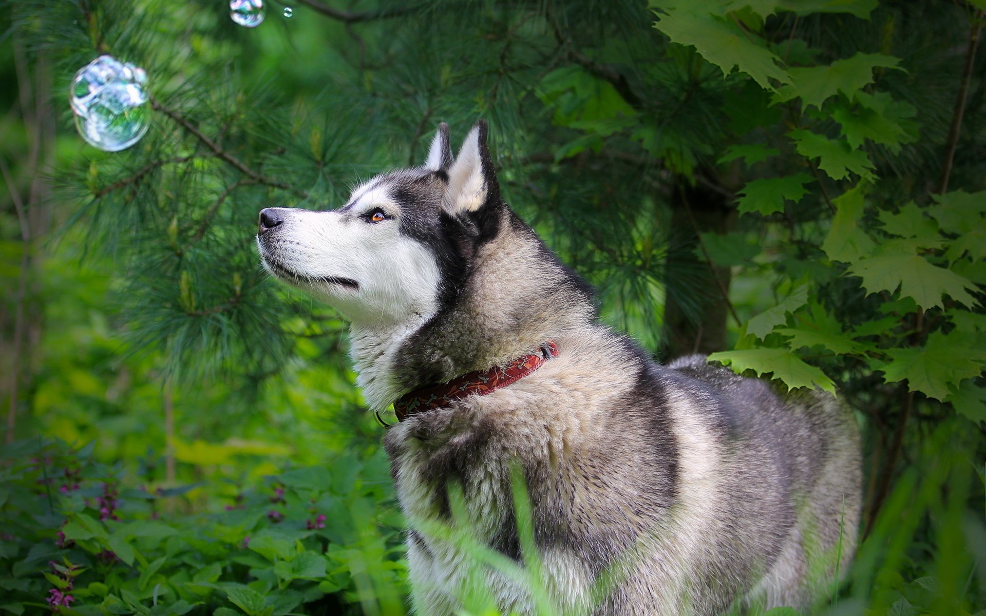 cane husky natura bolla vista