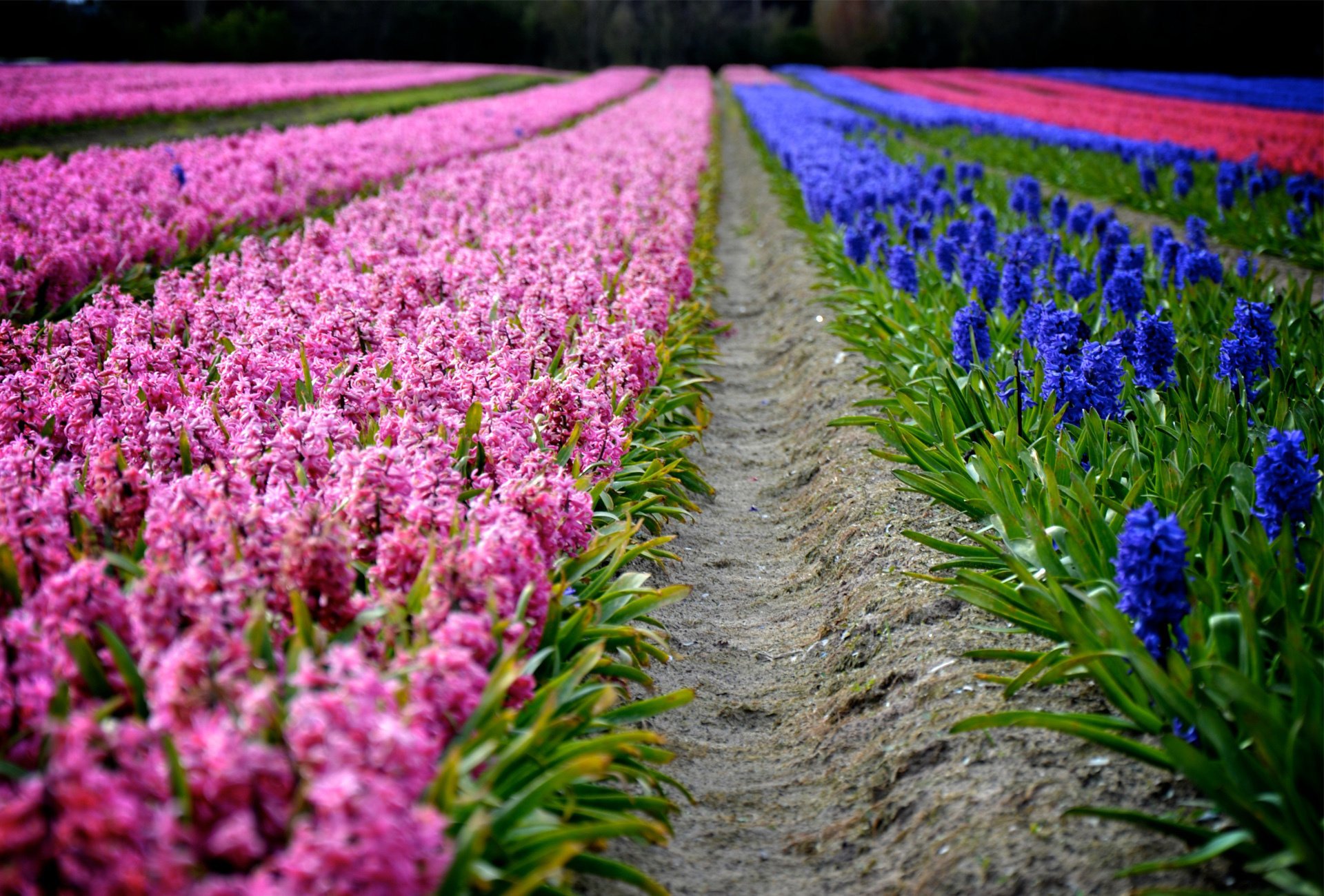 giacinti piantagione fiori file rosa primavera