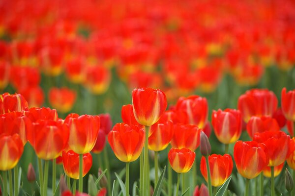 Campo di tulipani gru di primavera