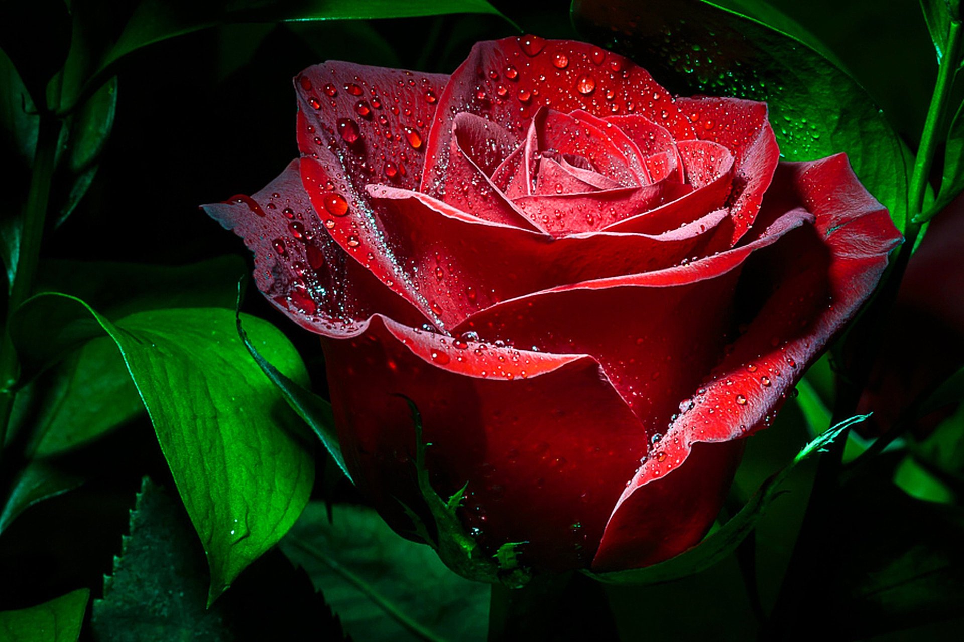 rosa macro gocce sfondo scuro