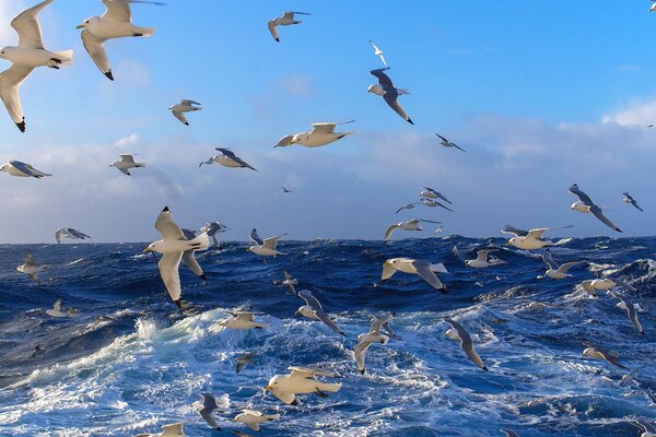 Natura marina con i suoi abitanti