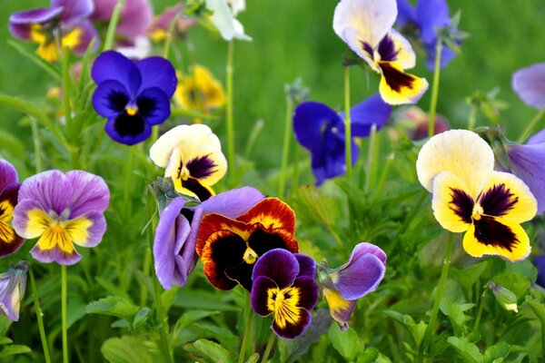 Fiori di viole del pensiero multicolori