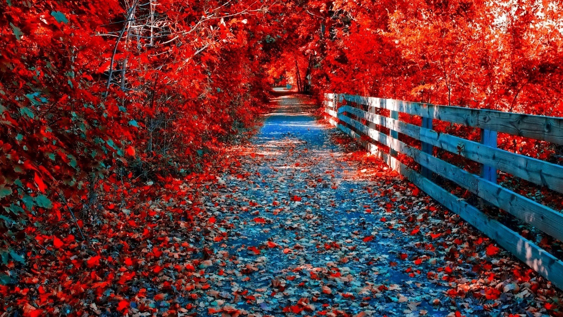 autunno dorato strada recinzione alberi