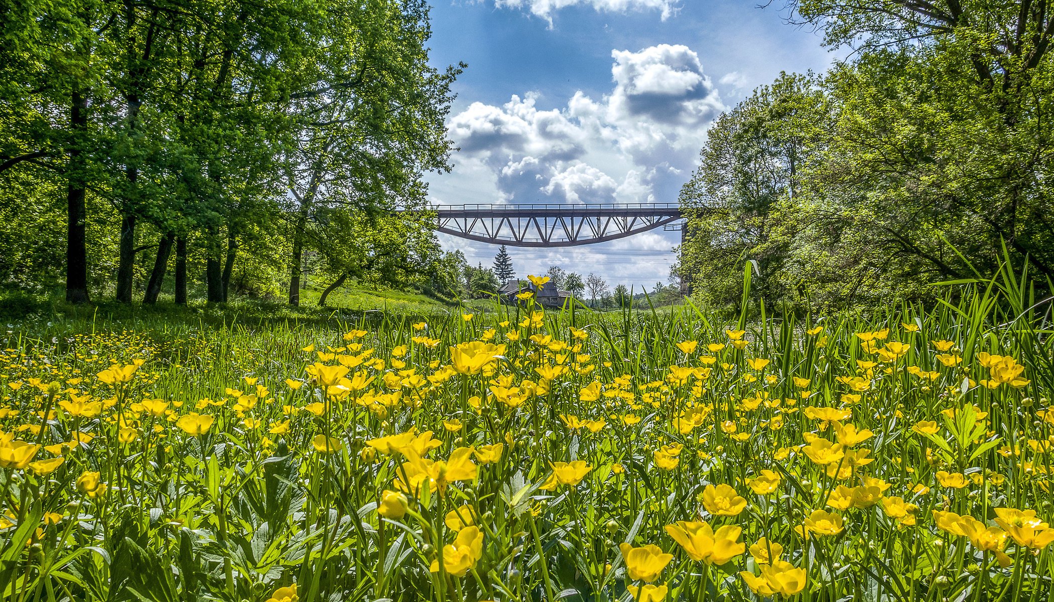 ucraina fiori ranuncoli natura ponte alberi cielo nuvole