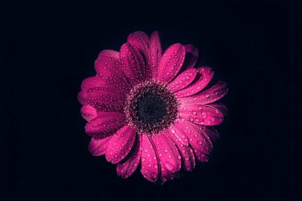 Rugiada su fiore rosa su sfondo nero