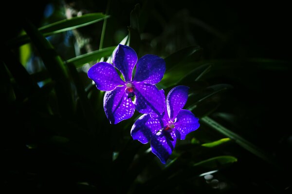 Belle orchidee viola nell erba