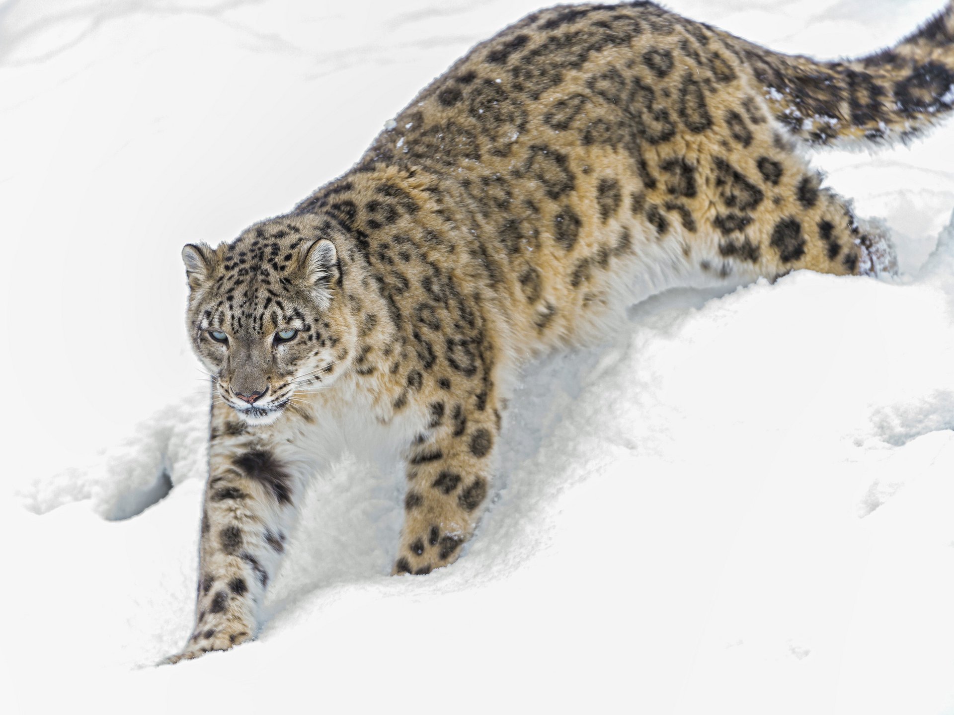 leopardo delle nevi gatto neve inverno irbis ctambako la jaguar