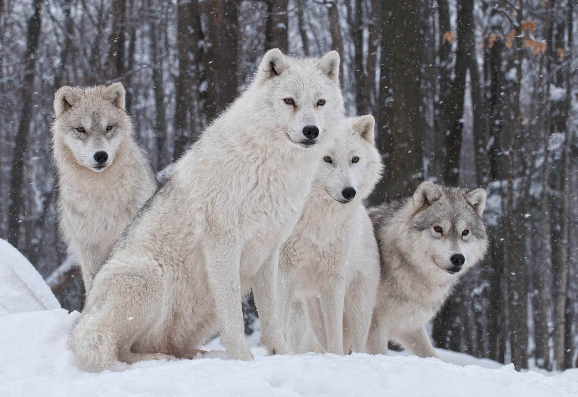 inverno neve lupi natura famiglia predatore