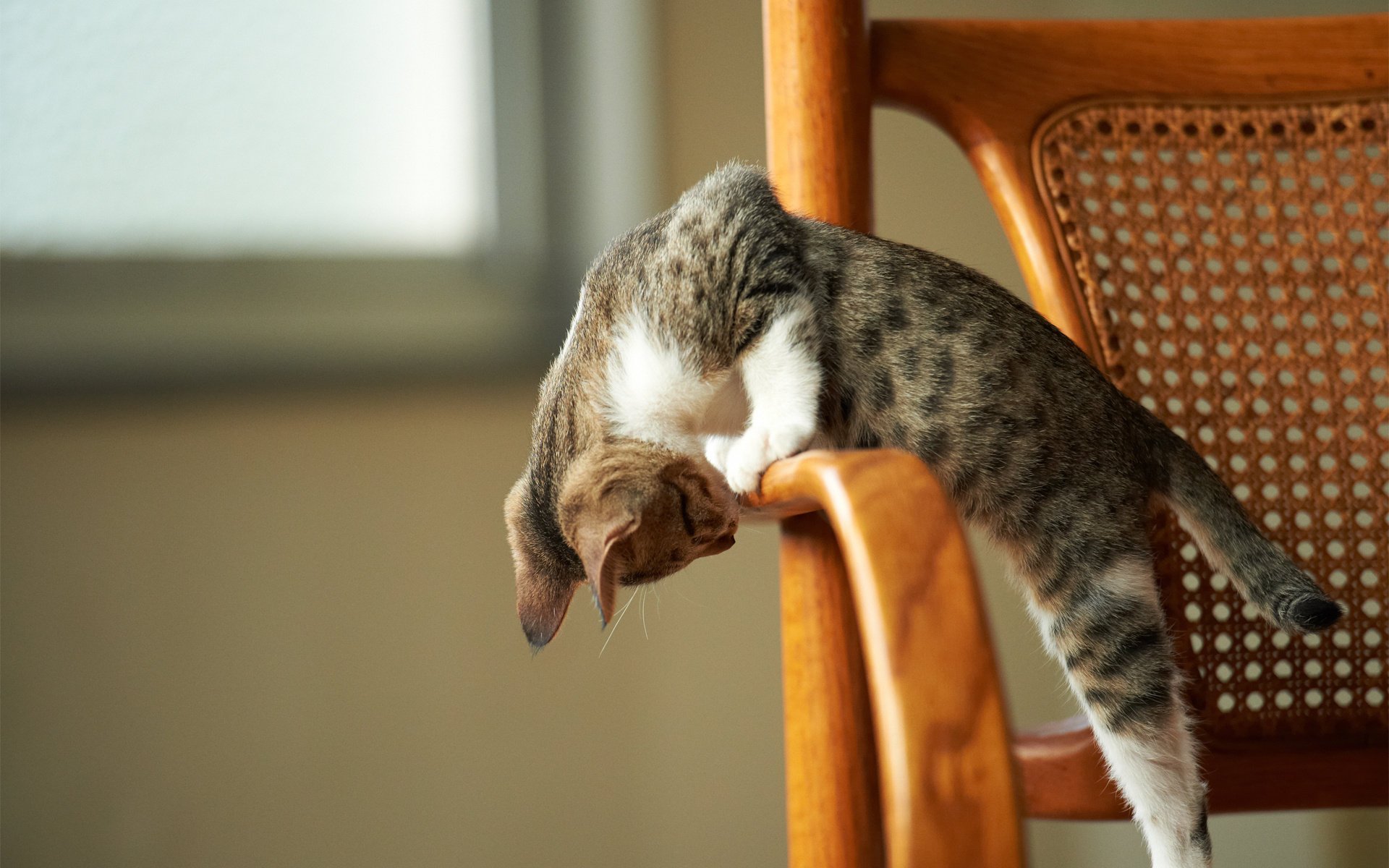 gattino gioco attenzione sedia