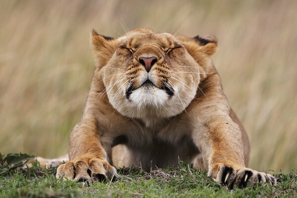La Leonessa si allunga. Bella faccia di Leonessa