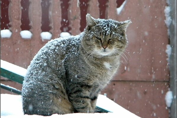Grande gatto seduto sotto la nevicata